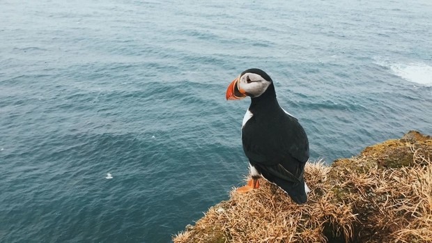 Voyage Safari - Animaux Sauvages - Islande