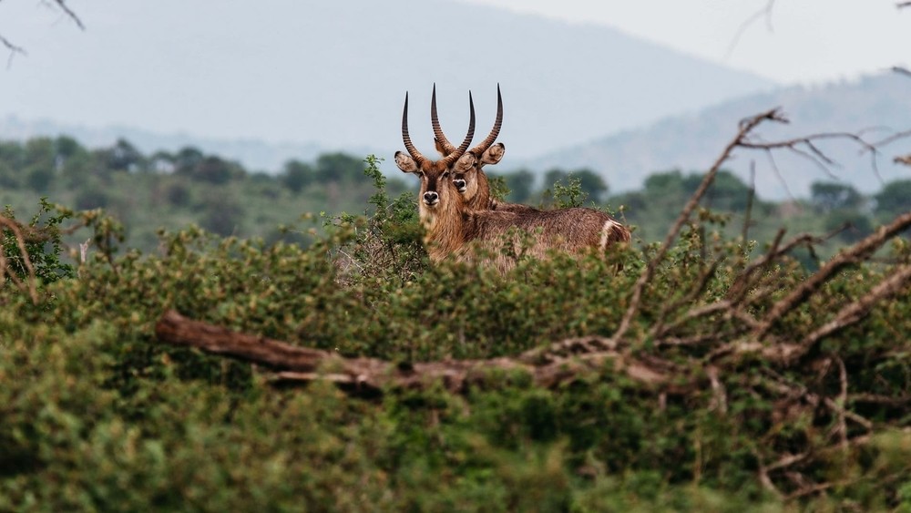 Parc Afrique du Sud