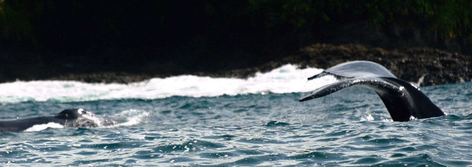 A la rencontre des baleines de la côte Pacifique