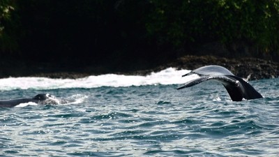 A la rencontre des baleines de la côte Pacifique