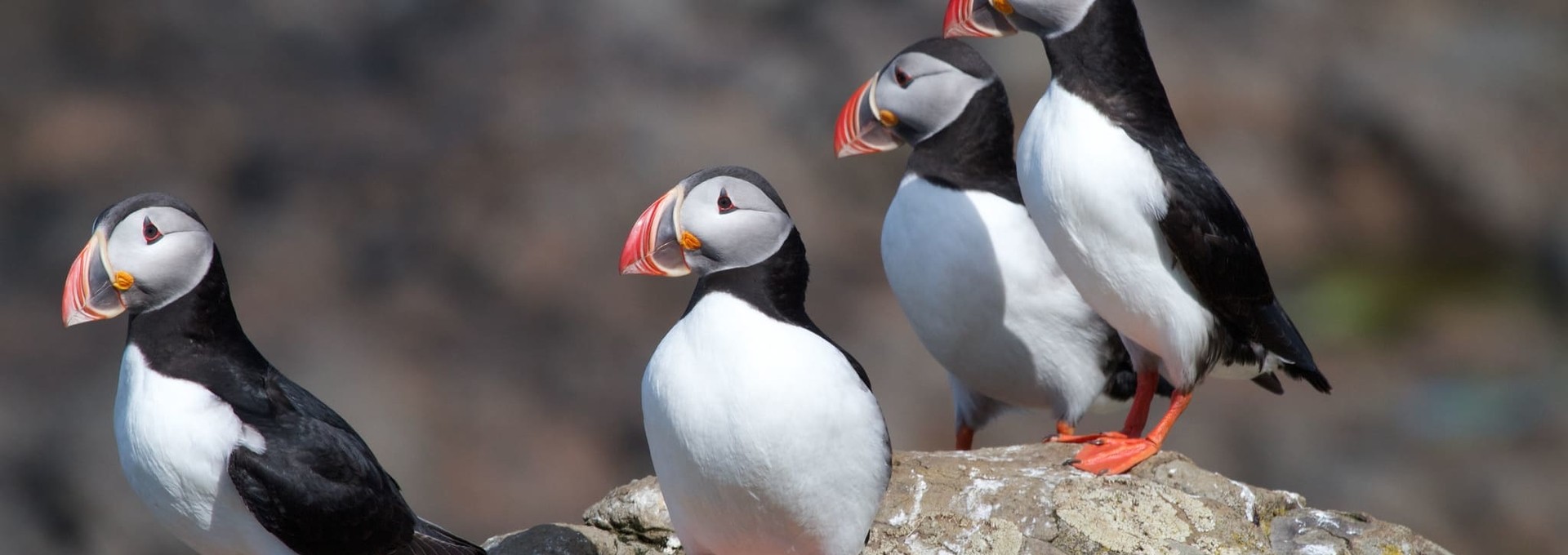 Autotour en Islande en famille