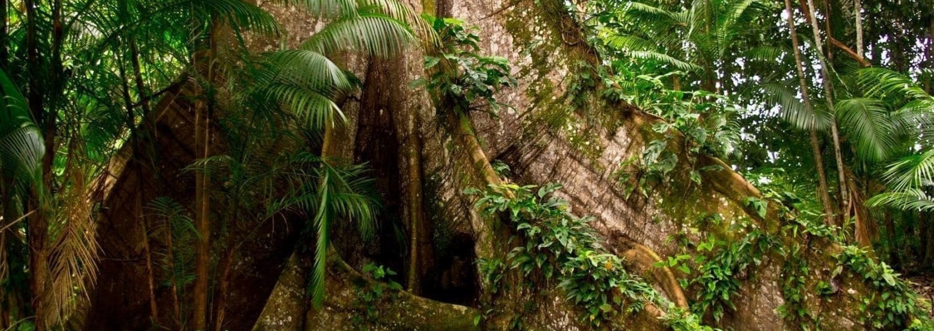 Trek en Amazonie Brésilienne
