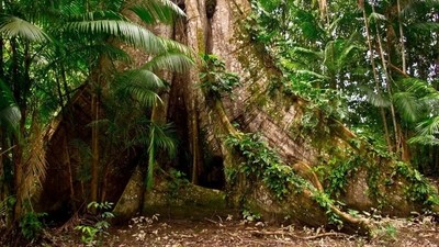 Trek en Amazonie Brésilienne