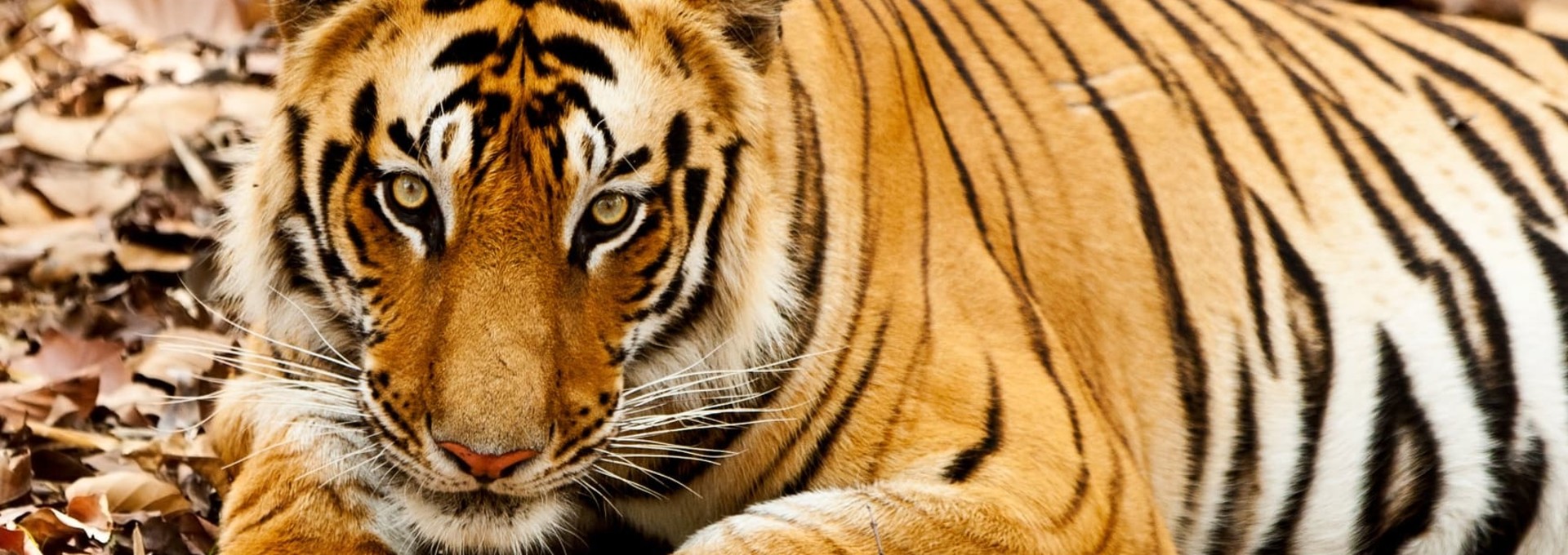 Safari en Inde du Nord