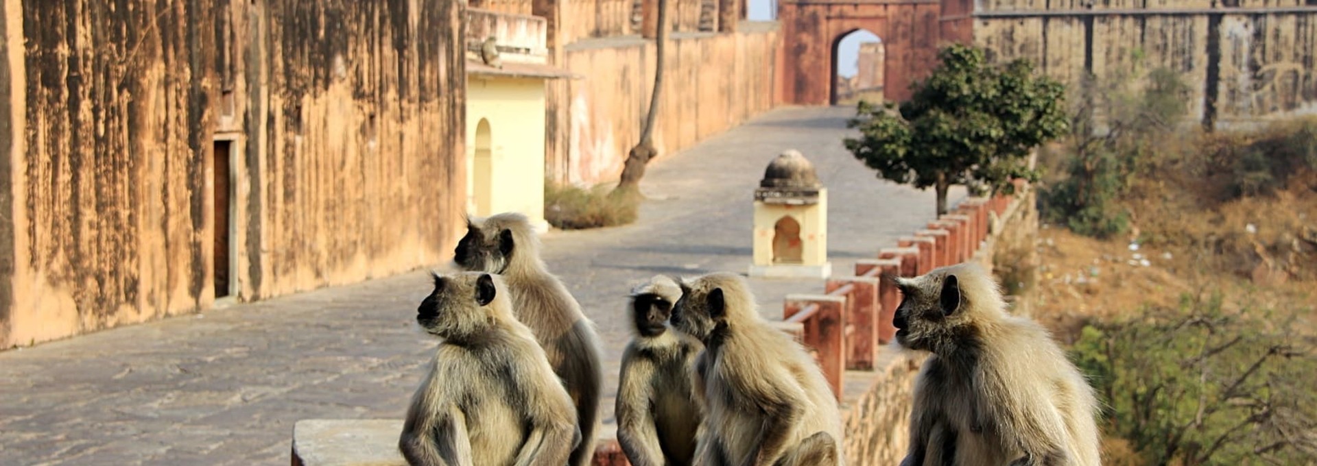 Entre culture et vie sauvage