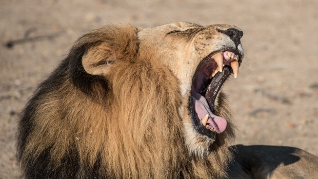 Lion dans le parc Kruger