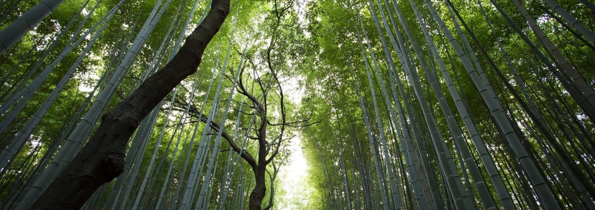Immersion au cœur de la nature japonaise
