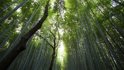 Immersion au cœur de la nature japonaise