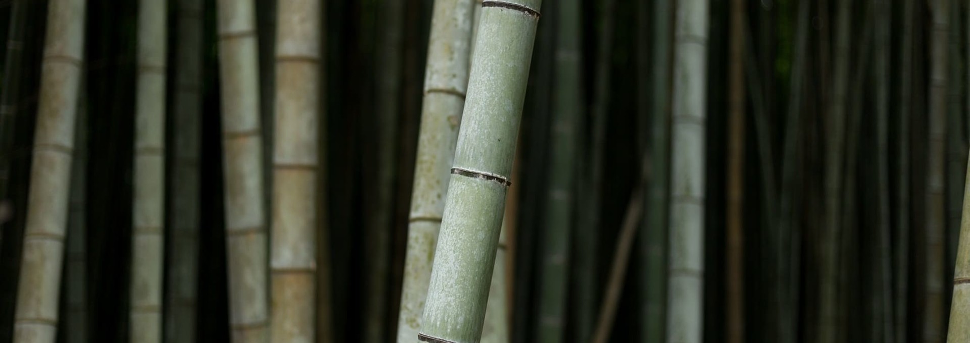 Escapade romantique au pays du soleil-levant