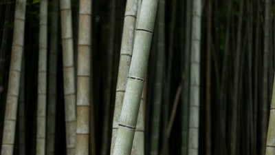 Escapade romantique au pays du soleil-levant