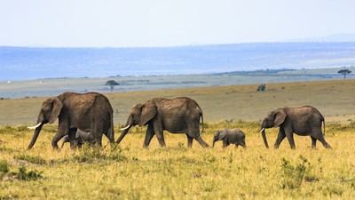 Pour vos voyages, assurez toute votre petite famille !