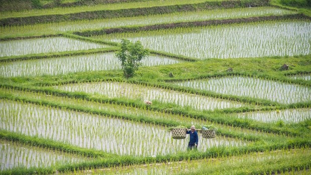 voyage automne - rizière - bali - indonésie