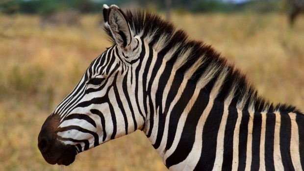 Voyage automne Zèbre Tanzanie