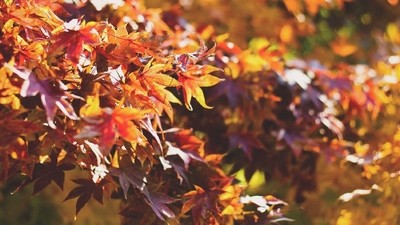 Soyez tendance : les voyages de l’automne