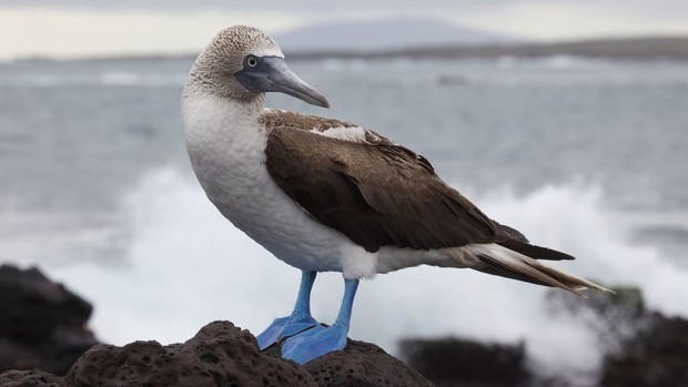 Fou à pieds bleus