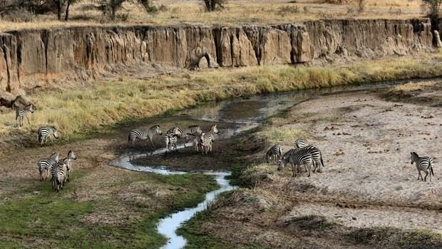 Zèbres dans un parc national de Tanzanie