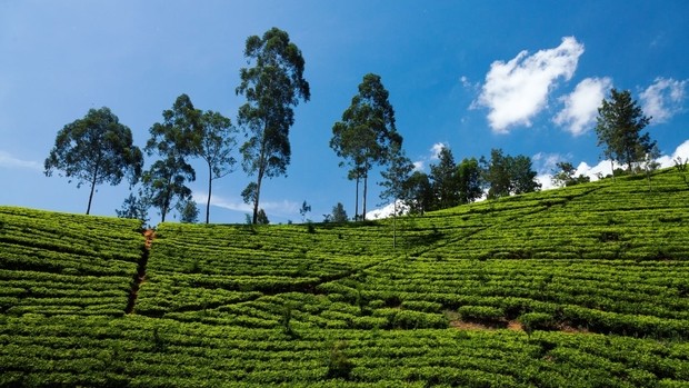 Voyage pas cher - Sri Lanka