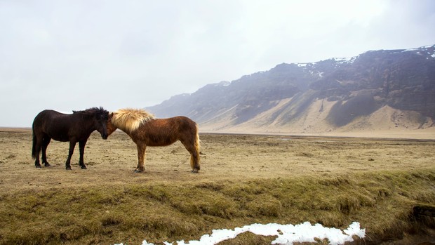 Guide Voyage Islande - promenade à cheval