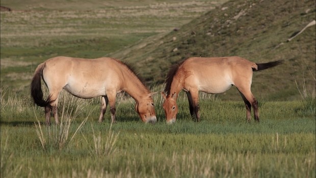 Guide Voyage Mongolie - Chevaux