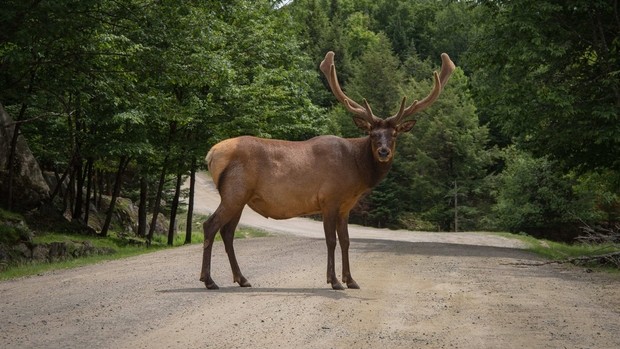 Guide Voyage Québec - Animal