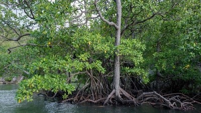 YAGASU pour la restauration de la Mangrove en Indonésie