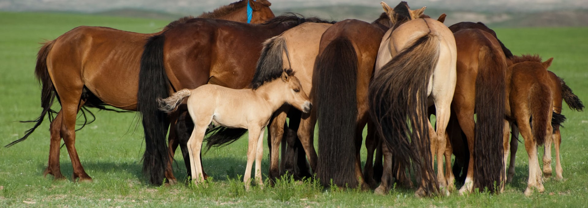 A la conquête des steppes en petit groupe