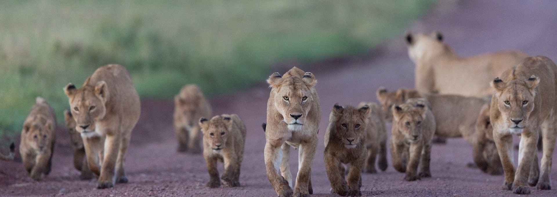 Safaris en Famille & Escapade à Zanzibar