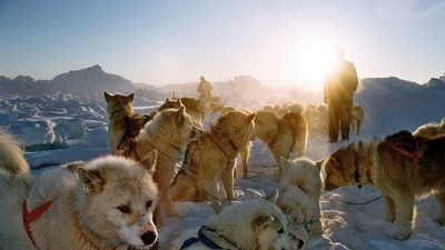 Traîneaux à chiens dans la baie de Disko