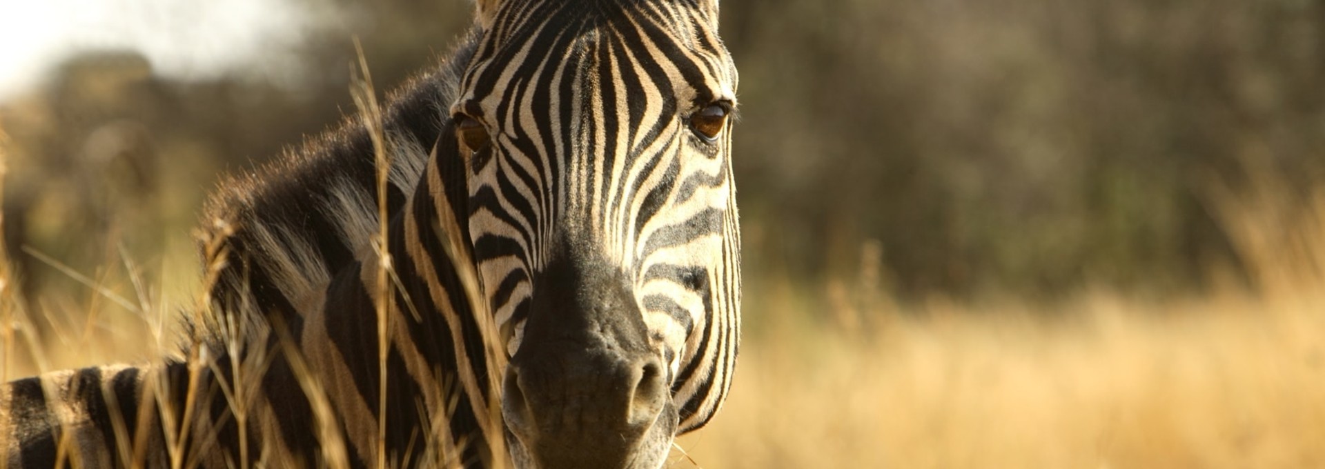 Drakensberg et safari au Kruger
