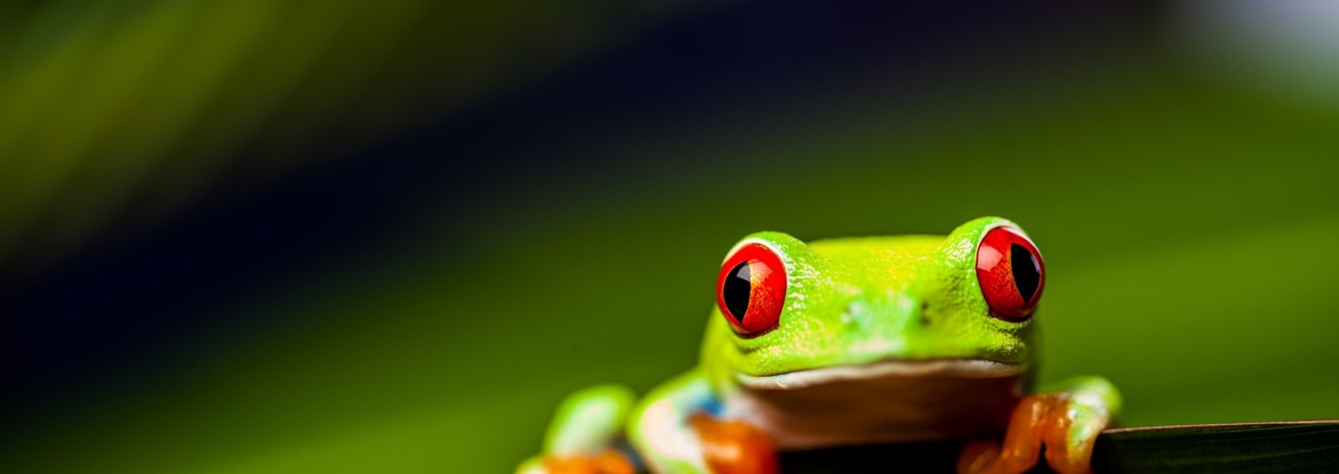 Les plus beaux parcs du Costa Rica