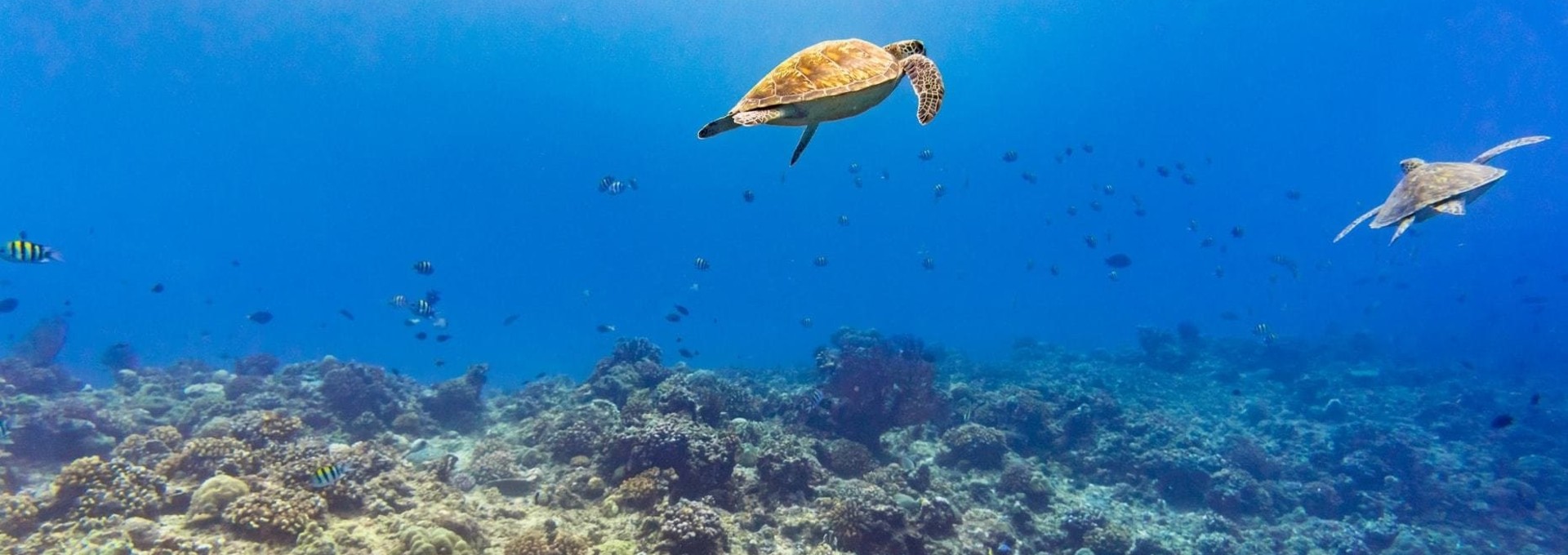 L’essentiel de Bali