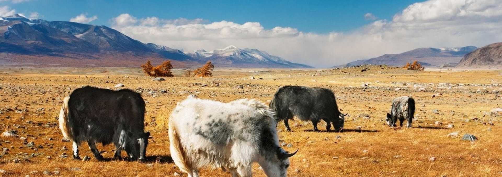 La Mongolie en famille