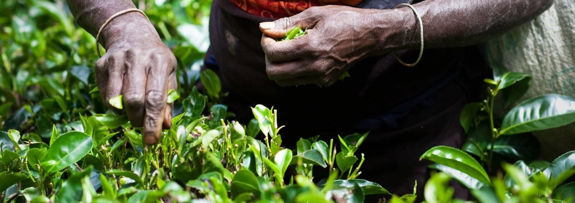 Circuit au Sri Lanka entre culture et nature