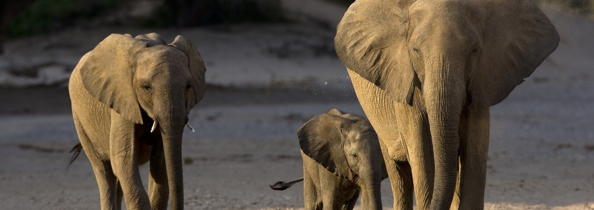 Dépaysement et Découverte de la Faune