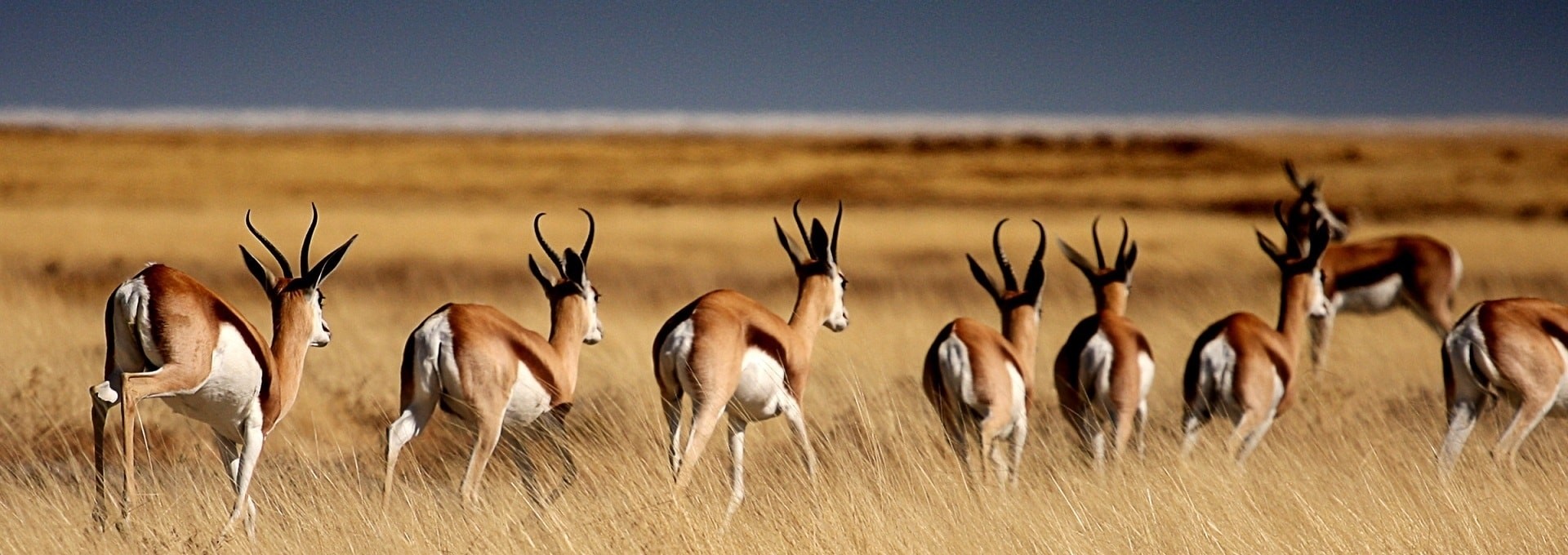 Safari & Camping en Terres Australes