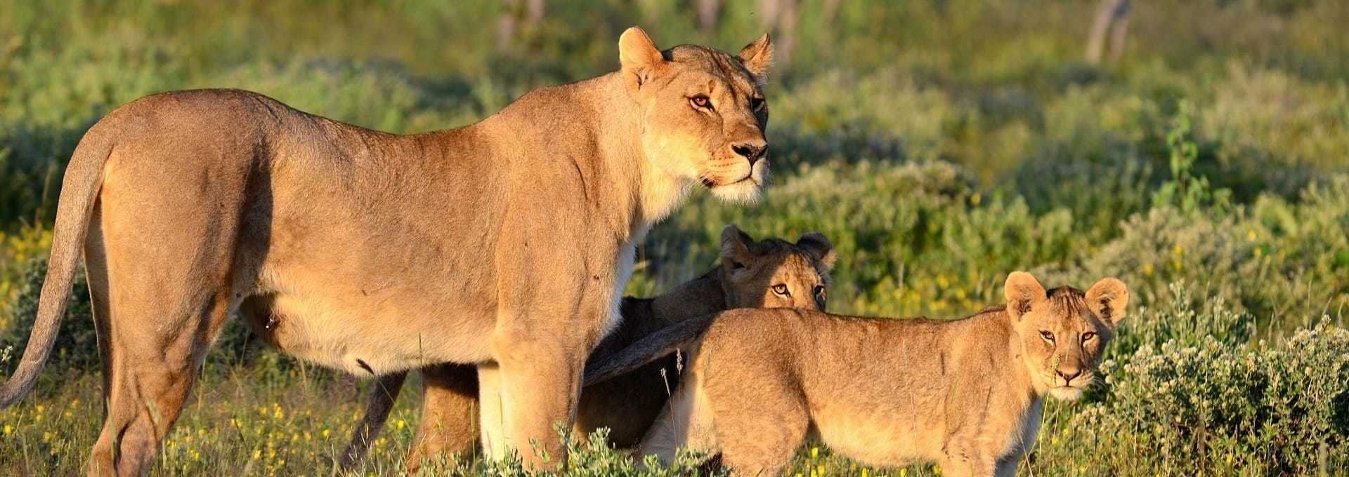 La Namibie en Famille