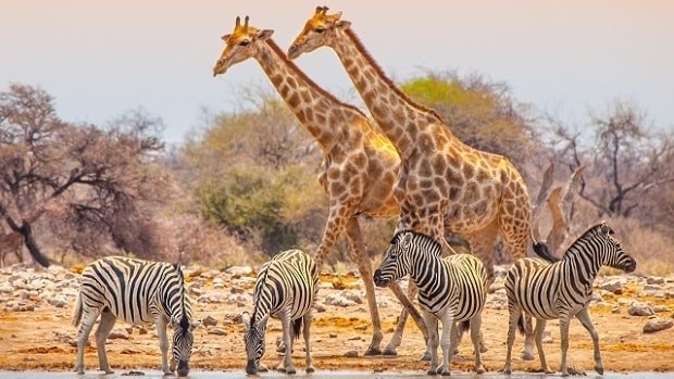 top 5 incontournables de la Namibie Parc National Etosha