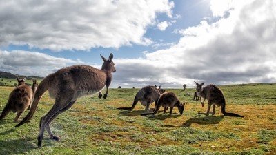 Safari & autres petites bêtes