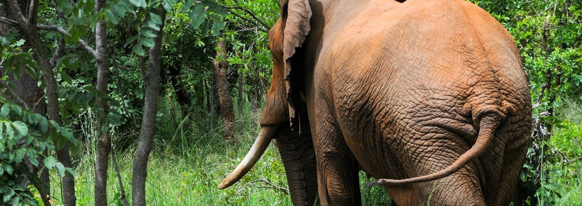 Les parcs du sud de la Tanzanie