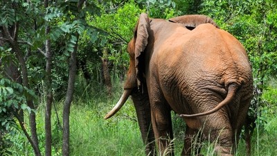 Les parcs du sud de la Tanzanie