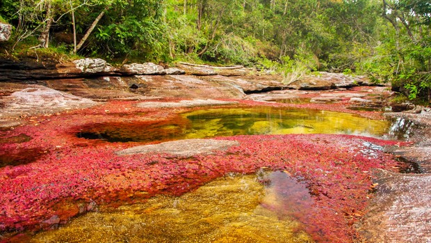 la rivière Canos Cristales