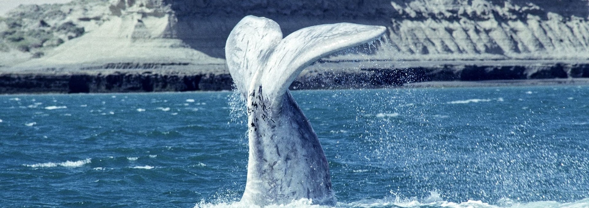 Plongée au large de la Péninsule Valdés