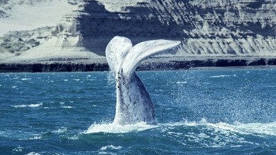 Plongée au large de la Péninsule Valdés