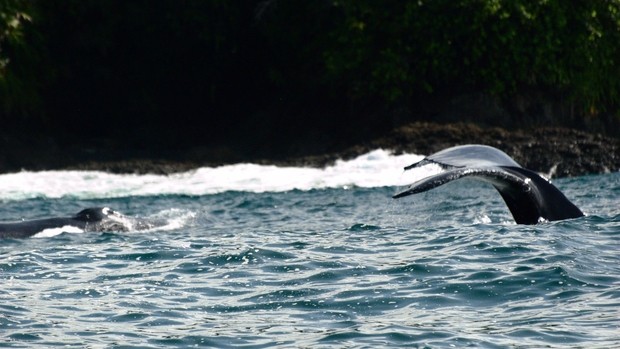 Baleine en Colombie