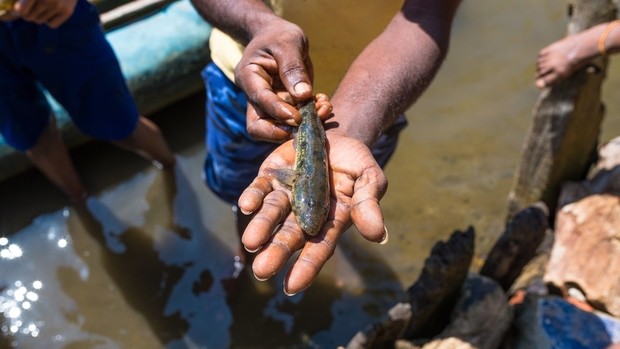 Poisson pêché au Sri Lanka