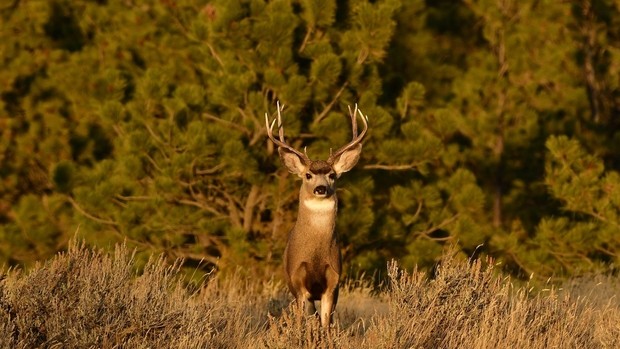 Un cerf dans le Montana aux Etats-Unis