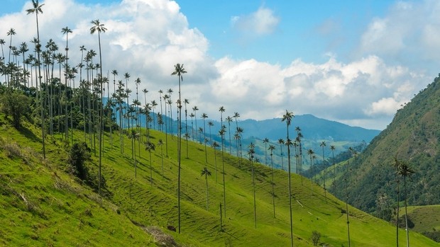 Vallée de Cocora en Colombie