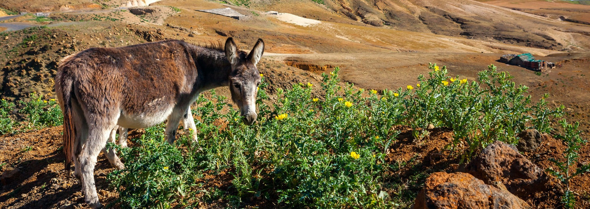 Balade à dos d’âne sur l’île de Santo Antao
