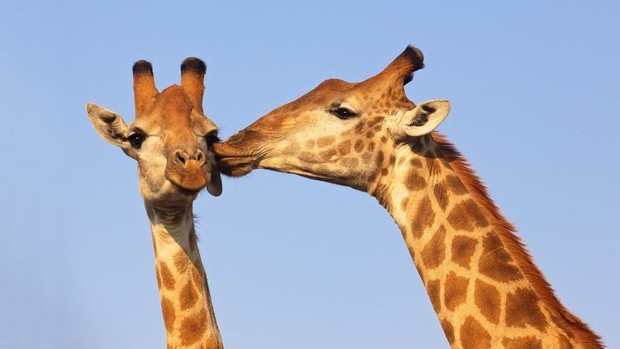 St Valentin afrique du sud