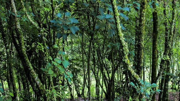 Forêt Huautla de Jimenez au Mexique